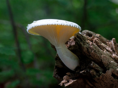 Veiled Oyster Mushroom