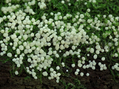 Yellow Cushion Hypocrea Fungus