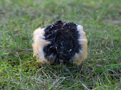 Mold on a Black Velvet Bolete Mushroom