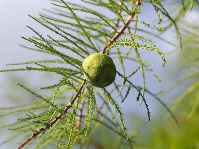 Baldcypress Tree Cone