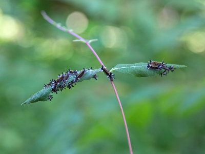 Milkweed Tussock Moth Caterpillars on Indian Hemp