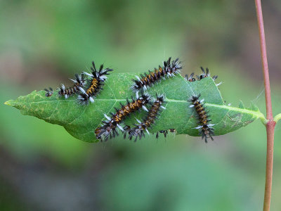 Milkweed Tussock Moth Caterpillars on Indian Hemp