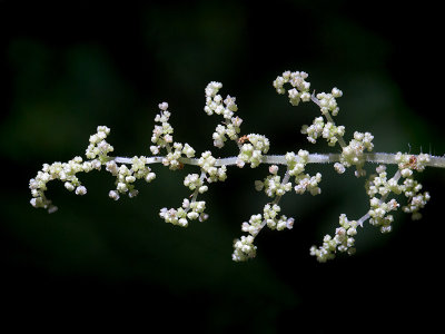 Wood Nettle