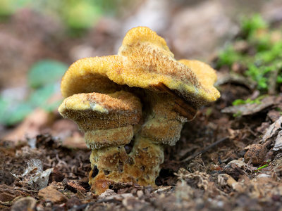 Dyer's Polypore Mushroom