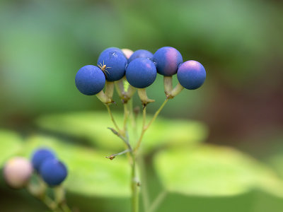 Early Blue Cohosh