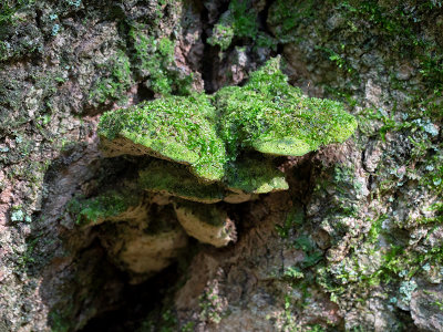 Mossy Maple Polypore Fungus 