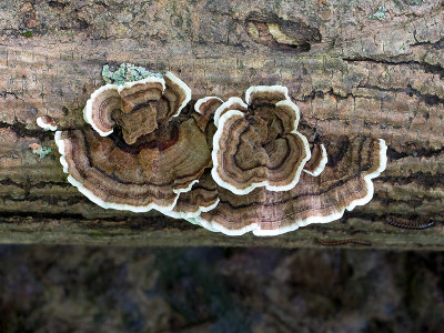 Turkey Tail Mushroom