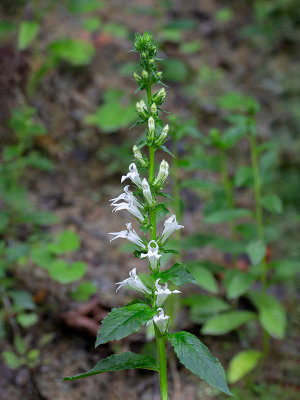 Great Blue Lobelia White Form