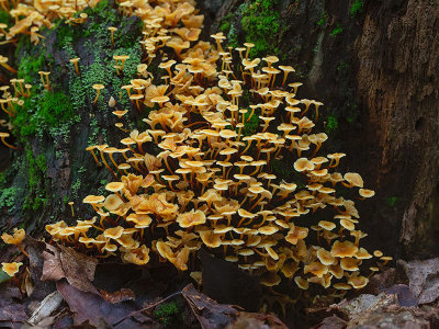 Cross-veined Troop Mushrooms