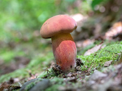 Two-colored Bolete Mushroom