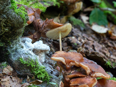 Mold on Honey Mushrooms