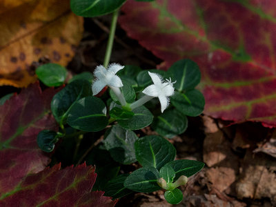 Partridgeberry