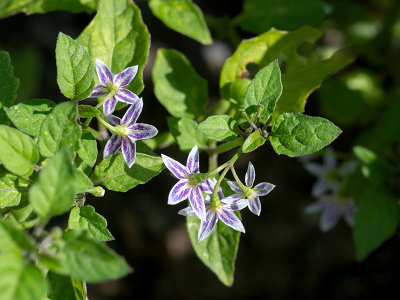 Black Nightshade