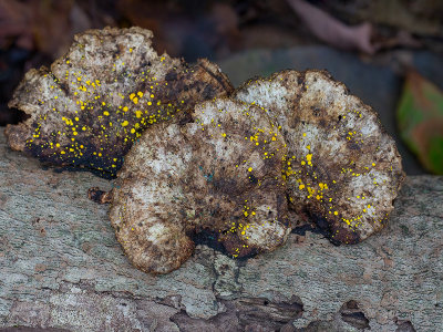 Yellow Fairy Cups Fungus on Thin-maze Flat Polypore Fungus