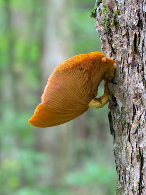 Spectacular Rustgill Mushroom