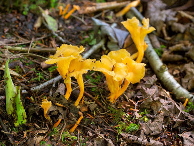 Chanterelle Mushrooms