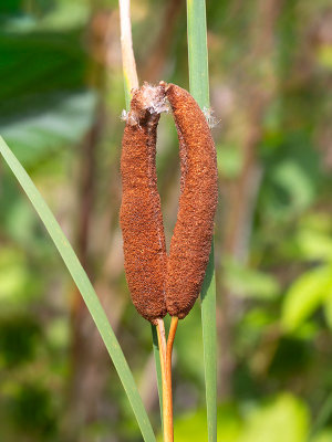 Narrow-leaf Cattail