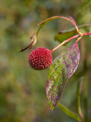 Buttonbush Fruit