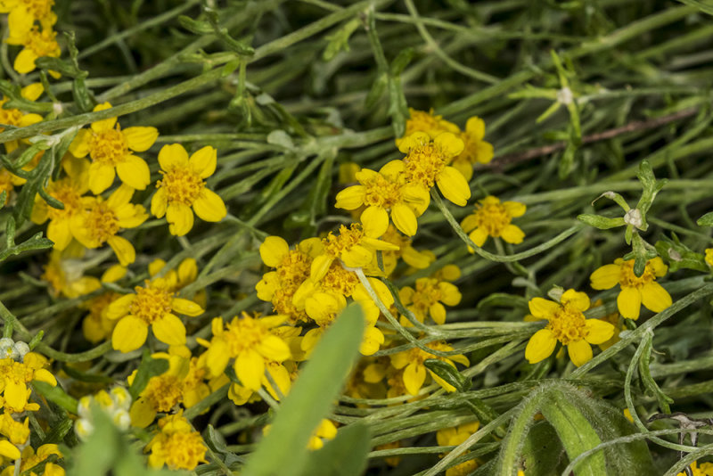 Golden Yarrow (<em>Tropaeolum majus</em>) 