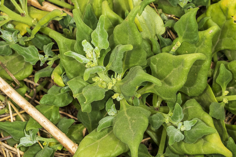 New Zealand Spinach (<em>Tetragonia tetragonioides</em>)