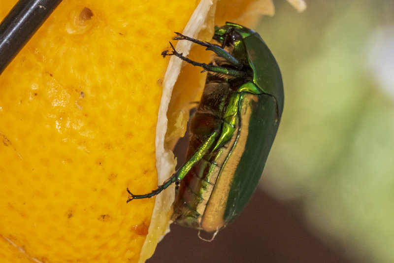Green Fruit Beetle (<em> Cotinis mutabilis</em>)