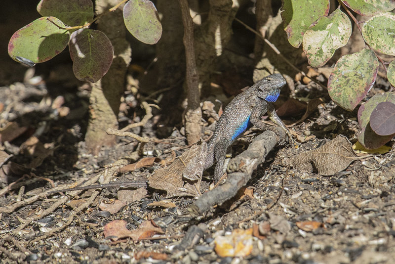 Western Fence Lizard (<em>Sceloporus occidentalis</em>)