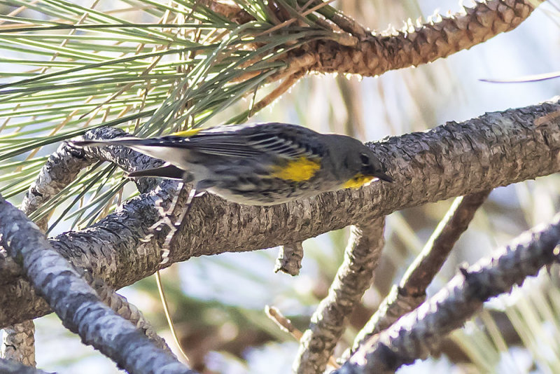 Yellow-rumped Warbler