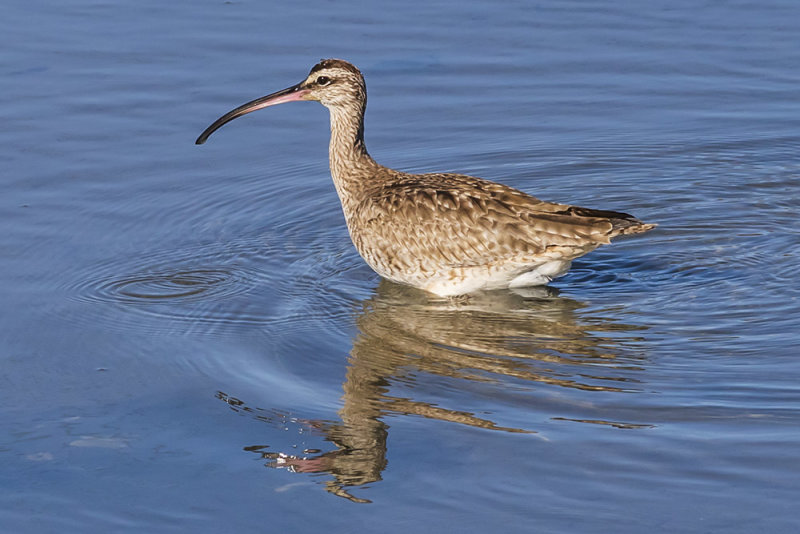 Whimbrel