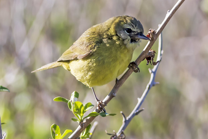 Orange-crowned Warbler