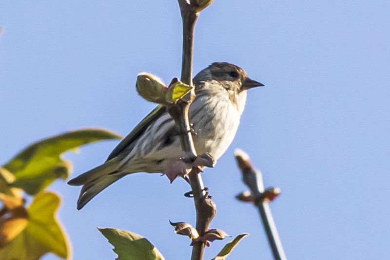 Pine Siskin