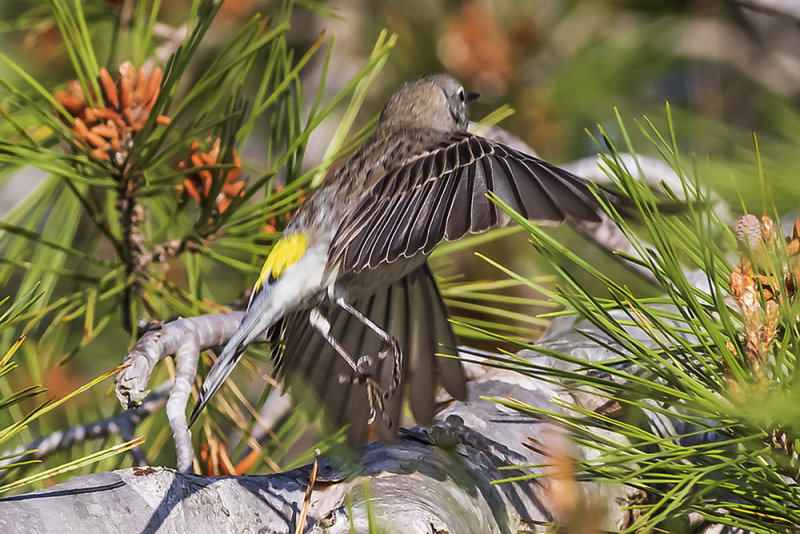 Yellow-rumped Warbler