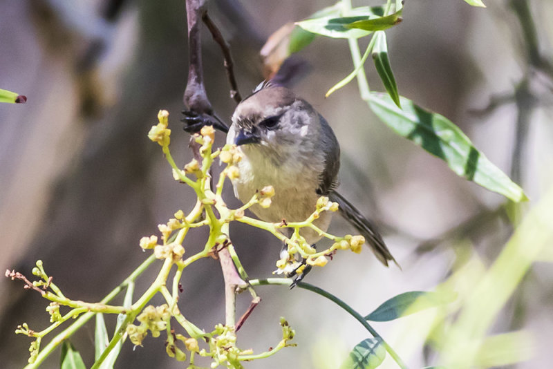 Bushtit