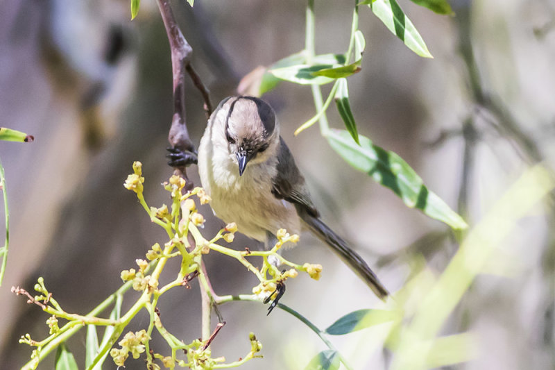 Bushtit