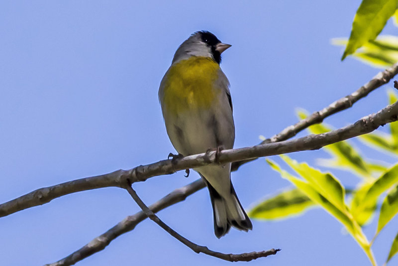 Lawrences Goldfinch