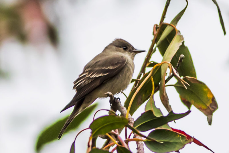 Western Wood Pewee