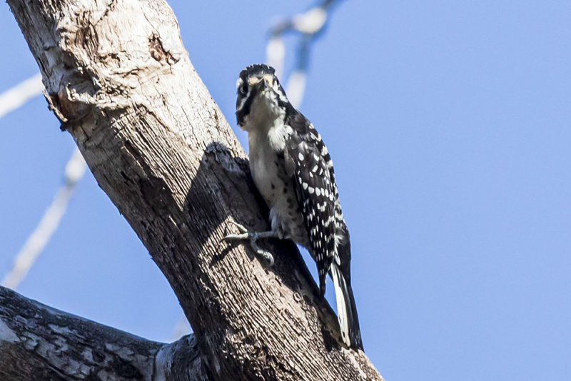 Acorn Woodpecker