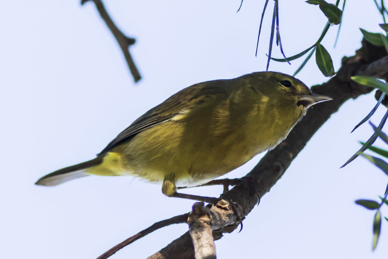 Orange-crowned Warbler