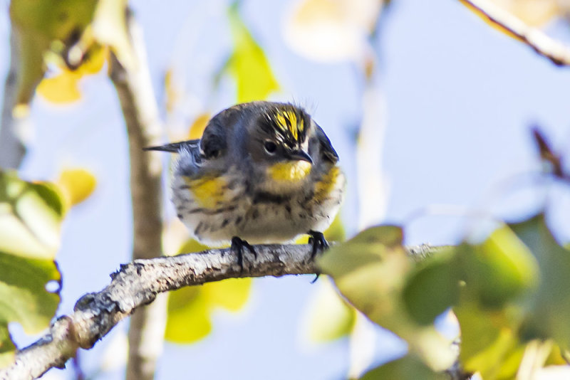 Yellow-rumped Warbler