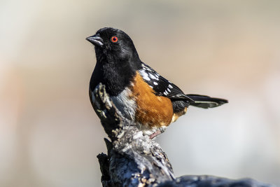 Spotted Towhee