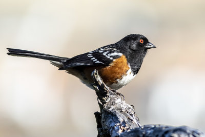 Spotted Towhee