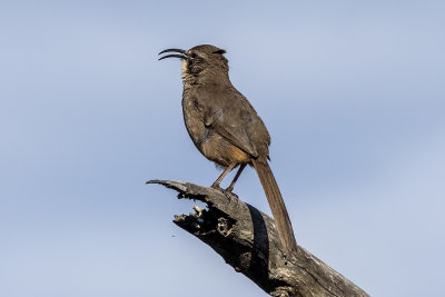 California Thrasher