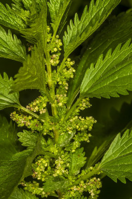 Dwarf Nettle (Urtica urens)