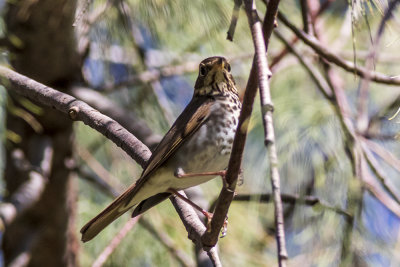 Hermit Thrush