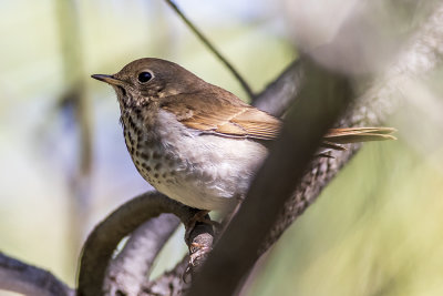 Hermit Thrush