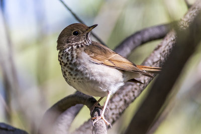 Hermit Thrush