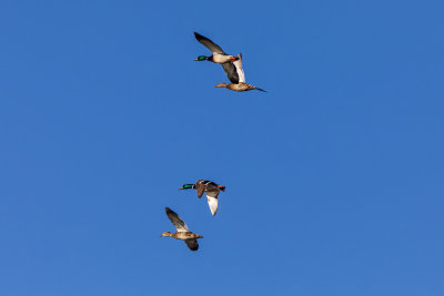 Mallard Ducks