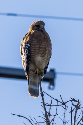 Red-shouldered Hawk