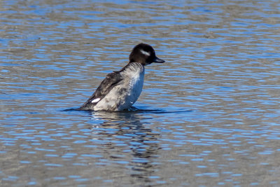 Bufflehead - female