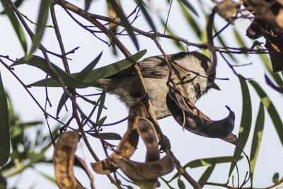 Mountain Chickadee