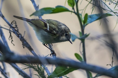 Ruby-crowned Kinglet